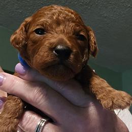 Copper - Red  male Poodle puppy in Windom, Texas from Wild Farm Puppies