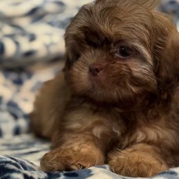 Cappuccino AKC - Chocolate male Shih Tzu puppy in Central, South Carolina from SarMel