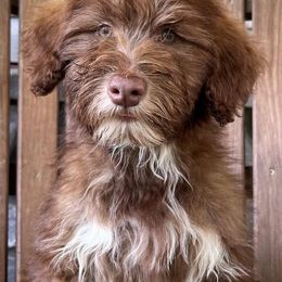 Miss Shiny - Brown and white female Portuguese Water Dog puppy in Narvon, Pennsylvania from Prized Family Porties