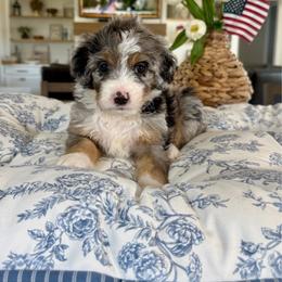 Lilac Collar - Blue merle female Bernedoodle puppy in Indiahoma, Oklahoma from Farm Fresh Doodles