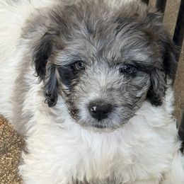 Naomi - female Newfypoo puppy in San Antonio, Texas from Mammoth Doodles