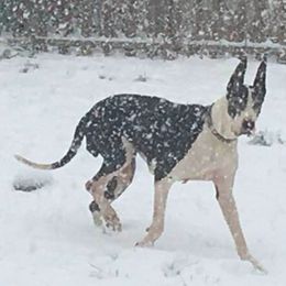 Great Dane All Grown Up from Ohana Danes