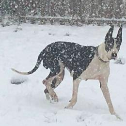 Great Dane All Grown Up from Ohana Danes
