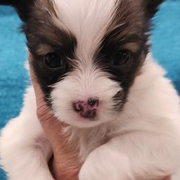 Papillon Puppies from Leslie's Papillons