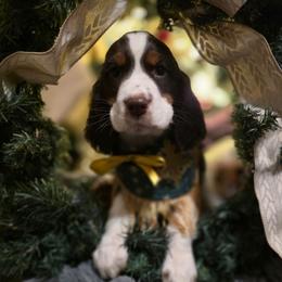 Merry - Liver white and tan female English Springer Spaniel puppy in Cookeville, Tennessee from Krossroads Kennel