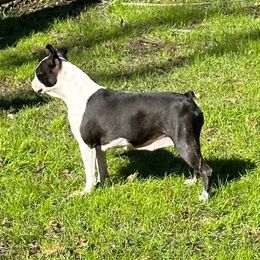 Aimee - Boston Terrier