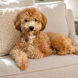 Ruby - Shihpoo