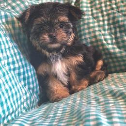 Rolo - Black male Mi-Ki puppy in Toronto, Ohio from Shekinah’s Mi-Kis & Cricket Hill’s Westies
