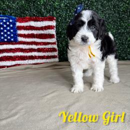 Yellow Girl - Black female Goldendoodle puppy in Modesto, California from Two Doods Doodles
