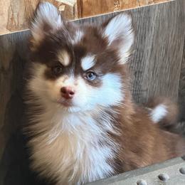 Bear - Chocolate male Pomsky puppy in Mc Minnville, Oregon from West Coast Pomskies