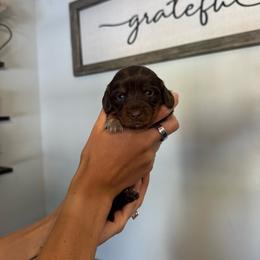 Sadie - Chocolate female Dachshund puppy in Nashville, Arkansas from Dixies Dachshunds