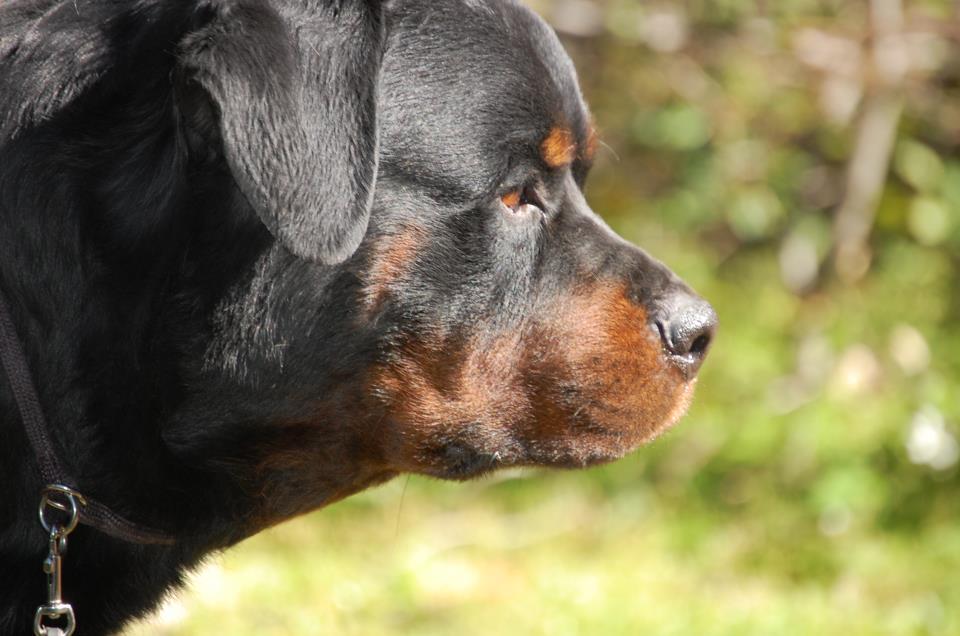 2Infinity Rottweilers LLC in Oregon | Rottweiler puppies | Good Dog