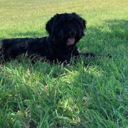 Alexa - Bernedoodle