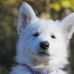 Lilac collar - Berger Blanc Suisse puppy in Graham, Washington from Itrek White Swiss Shepherds