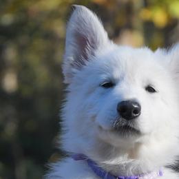 Lilac collar - Berger Blanc Suisse puppy in Graham, Washington from Itrek White Swiss Shepherds