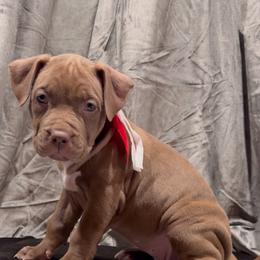FENDI - Brown female American Bully puppy in Texas from TEXAS BULLY FAMILY