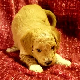Goldendoodle Puppies from Magical Goldendoodles of Pioneer Valley, MA