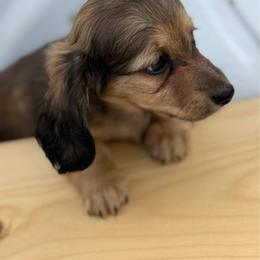 Maple - Cream male Dachshund puppy in Elko, Nevada from Willow Creek Acres Dachshunds & Collies