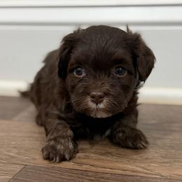 Chocolate male with white chest - Chocolate male Havanese puppy in Douglas, Georgia from Huffer Hounds and Havanese
