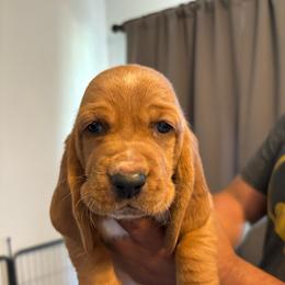 Girl 2 purple - Mahogany and white female Basset Hound puppy in Columbus, Ohio from Olveras Hound of Ohio