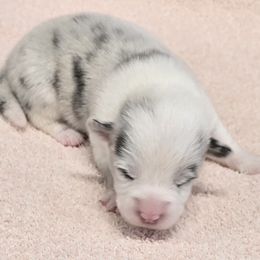 MAVERICK-Fluffy - Blue merle and white male American Corgi puppy in Walker, Iowa from Double K Corgis
