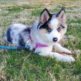 Pomsky Puppies from Rosehill Pomskies