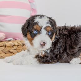 Ashton - Merle male Bernedoodle puppy in Highland, Utah from Angel Pups Deluxe