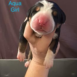 Aqua Girl - Black, white and red female Greater Swiss Mountain Dog puppy in Knoxville, Maryland from Dahlgren Swissys