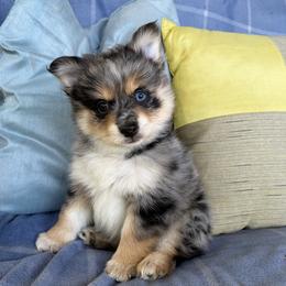 Pomeranian Puppies from Pomni Poms