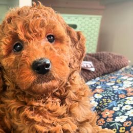 Goldendoodles from South Shore Goldendoodles