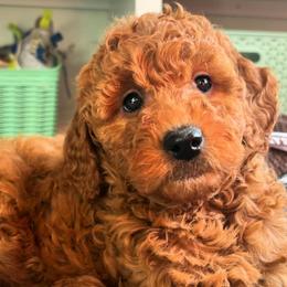 Goldendoodles from South Shore Goldendoodles