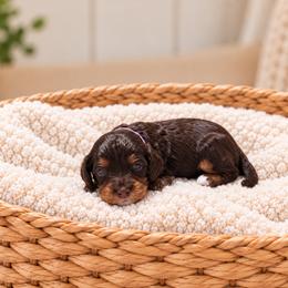 Tootsie - Brown female Cavapoo puppy in Floyd, Virginia from Hearts and Paws Poodles and Doodles