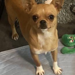 Peach - Red female Chihuahua puppy in Cedartown, Georgia from Ferguson Border Collies