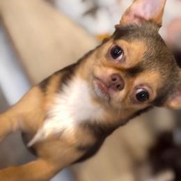 Layla - Chihuahua
