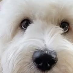 Australian Cobberdog Puppies from Mud Pies Australian Cobberdogs