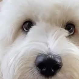 Australian Cobberdog Puppies from Mud Pies Australian Cobberdogs