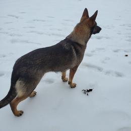 German Shepherd All Grown Up from Rust N Dust Kennels