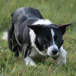 Wyatt - Border Collie