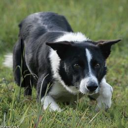 Wyatt - Border Collie