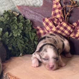 Ron - Blue merle male Toy Australian Shepherd puppy in California from Eagle River Aussies