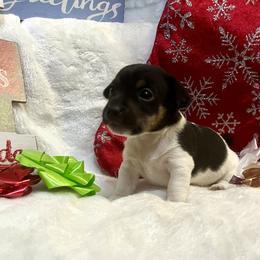 Border Collie and Jack Russell Terrier Puppies from CP FARMS BORDER COLLIES N JACKS CORP