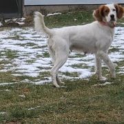 Destiny - English Setter