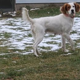 Destiny - English Setter