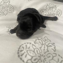 Black Phantom M4 - Black phantom male Aussiedoodle puppy in Bee Branch, Arkansas from Scroggins Creek Doodles