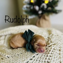 Boy Pick 4 - Golden Retriever puppy in Cocoa, Florida from Goldens of the Groves LLC.
