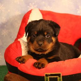 Nova - Black and mahogany female Rottweiler puppy in Uniontown, Alabama from CedarBluff Rottweilers