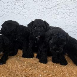 Miniature Schnauzer puppies from Olympus Schnauzers