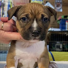 Boy 3 - Red sable male American Staffordshire Terrier puppy in New Bedford, Massachusetts from Tradewind American Staffordshire Terriers