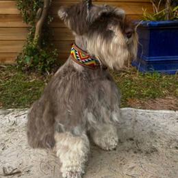 Nalah - Miniature Schnauzer