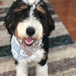 Bernedoodle All Grown Up from Backwoods Bernedoodles